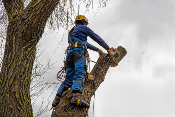 Trusted Spring City, UT Tree Service Experts